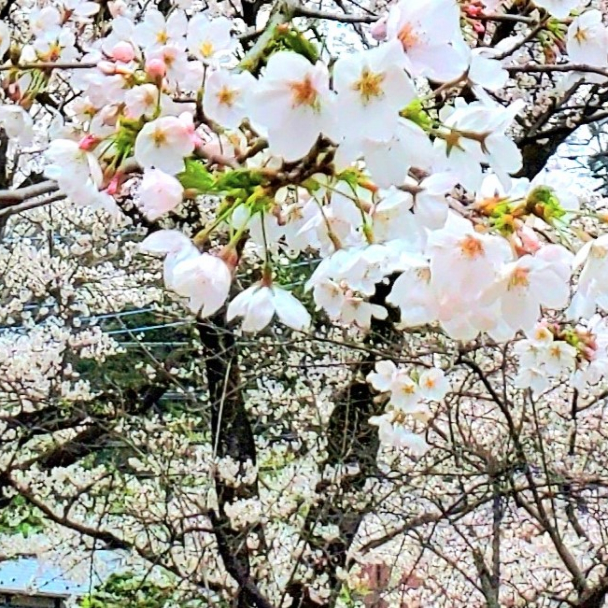 お花を植える会