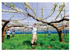 梨の花掛けボランティア募集