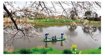 木舟で楽しむ元荒川観桜会