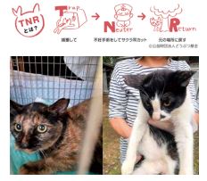 地域猫活動にご理解・ご協力を