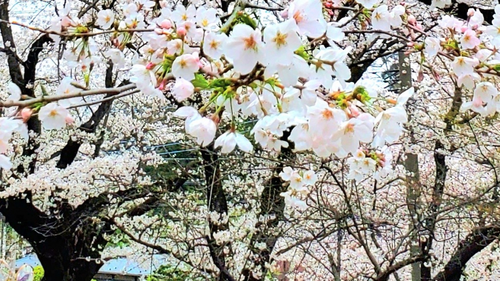 テスト